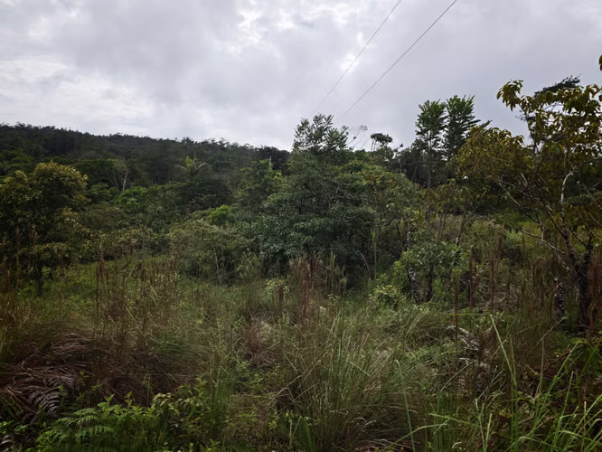 Se Vende RESERVA FORESTAL PRIVADA EN CERRO - Imagen 3