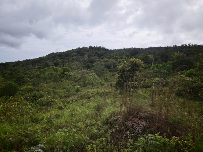 Se Vende RESERVA FORESTAL PRIVADA EN CERRO - Imagen 4