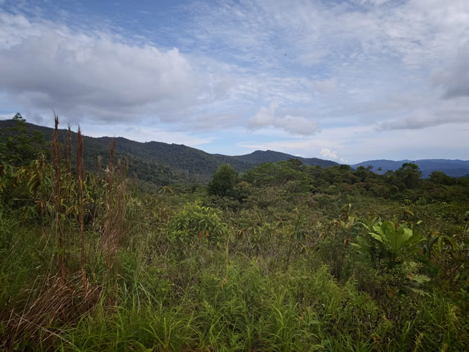 Se Vende RESERVA FORESTAL PRIVADA EN CERRO - Imagen 2