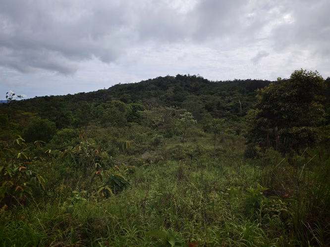 Se Vende RESERVA FORESTAL PRIVADA EN CERRO - Imagen 5