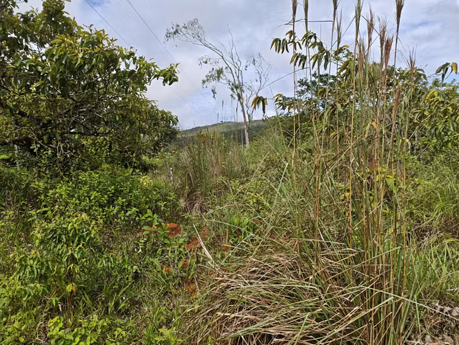 Se Vende RESERVA FORESTAL PRIVADA EN CERRO - Imagen 13