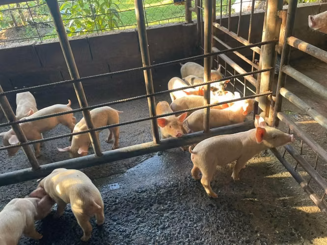 Puercos Cerdos para cría o ceba