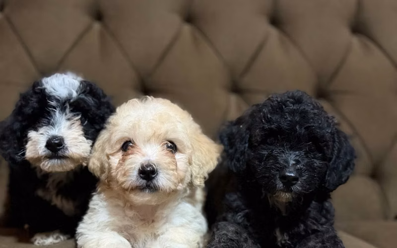 Hermosos caniche (poodle) toy con su tarjeta de vacuna - Imagen 2