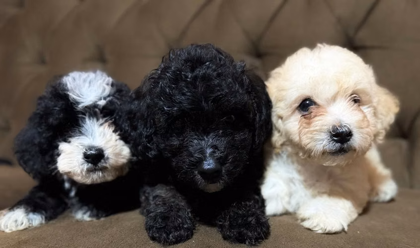Hermosos caniche (poodle) toy con su tarjeta de vacuna - Imagen 6