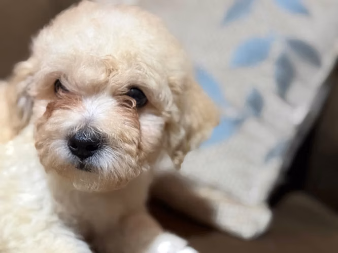 Hermoso french poodle toy con su tarjeta de vacuna - Imagen 3