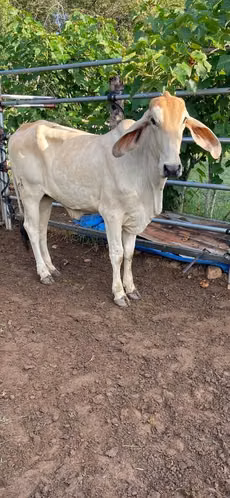 Novilla Brahaman