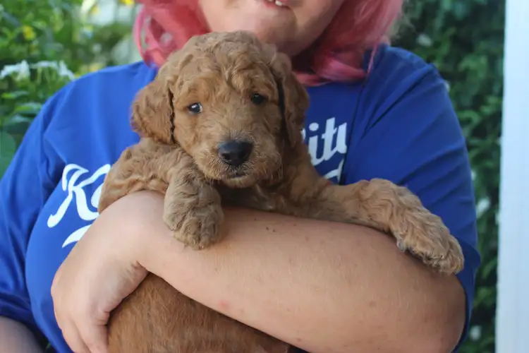 Goldendodle Puppies