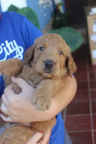 Goldendoodle Puppies - Imagen 5