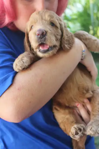 Goldendoodle Puppies - Imagen 4