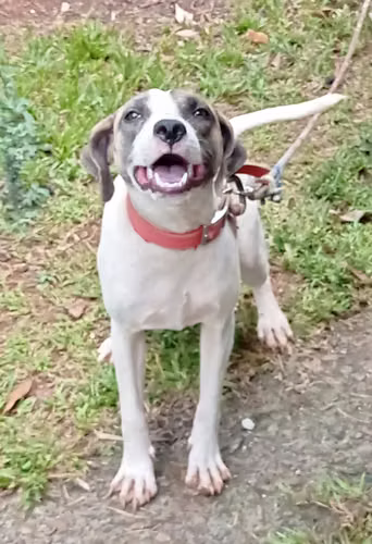 Está en adopción esterilizada - Imagen 2