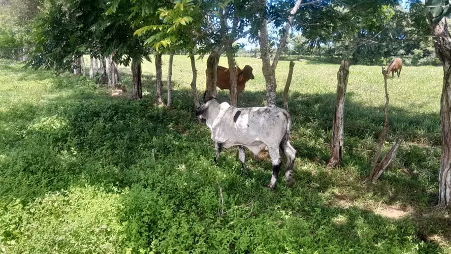 EN VENTA TORETE GIROLANDO