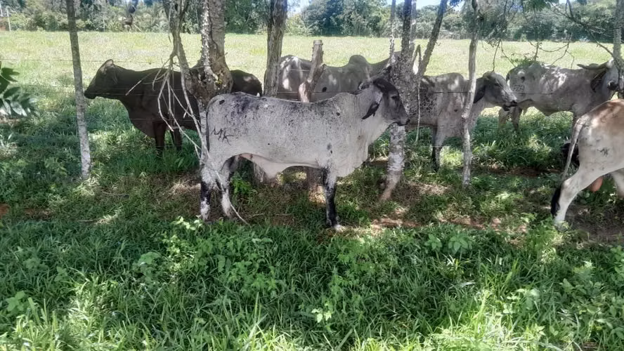 EN VENTA TORETE GIROLANDO