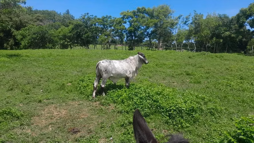 EN VENTA TORETE GIROLANDO