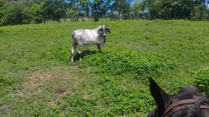 EN VENTA TORETE GIROLANDO