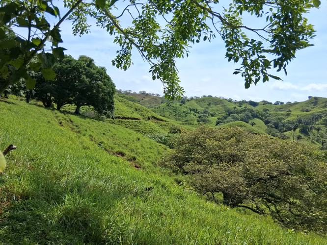 SE VENDE FINCA GANADERA.