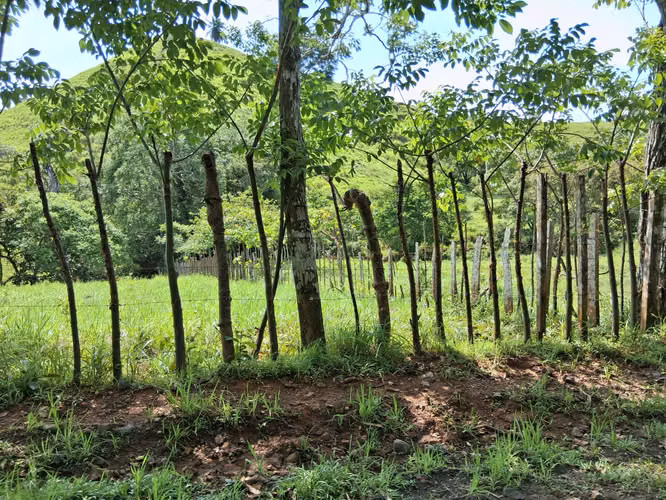 SE VENDE FINCA GANADERA.