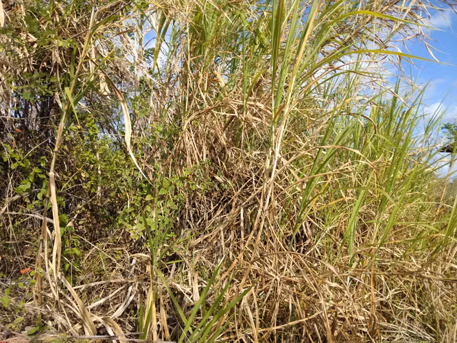 Se vende finca agropecuaria