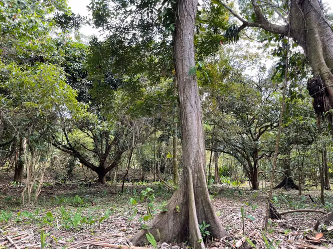 Venta de Terreno Frente al Mar en Playa Bluff, Bocas del Toro, 1,586m2
