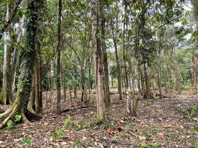 Venta de Terreno Frente al Mar en Playa Bluff, Bocas del Toro, 1,586m2