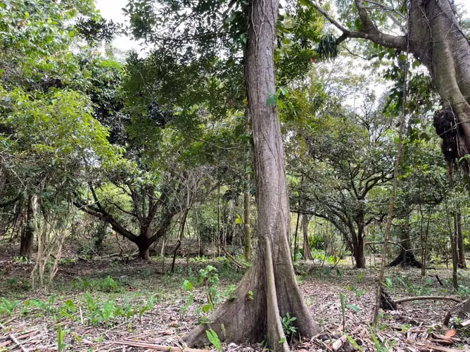 Venta de Terreno Frente al Mar en Playa Bluff, Bocas del Toro, 1,586m2