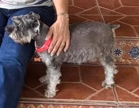 Schnauzer Mini Puros