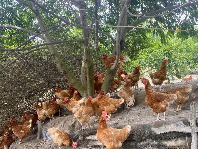 Gallinas de patio para guizos