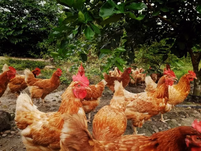 Gallinas de patio para guizos