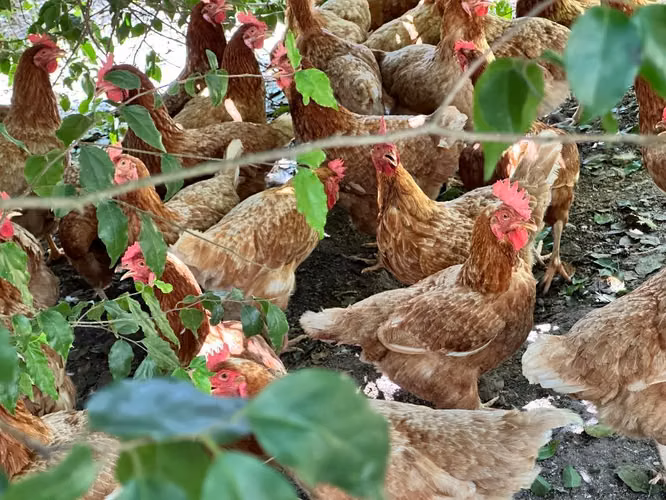 Gallinas de patio para guizos
