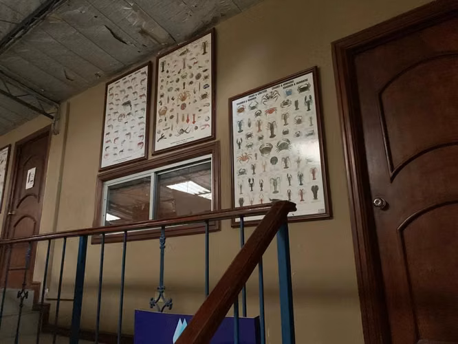 NEGOCIO FUNCIONANDO EN PUEBLO NUEVO - Imagen 7