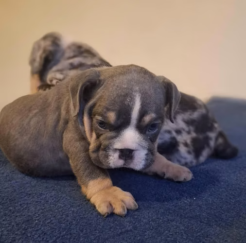 BULLDOG INGLÉS
