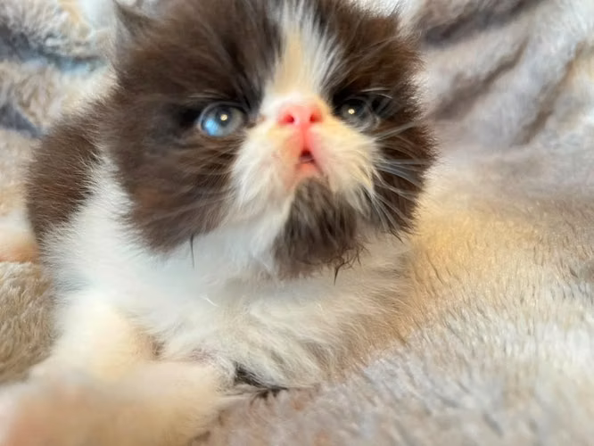 Gatita Persa