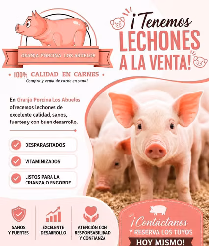 Venta de lechones