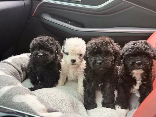 Hermosos machos french poodle mini con su tarjeta - Imagen 4