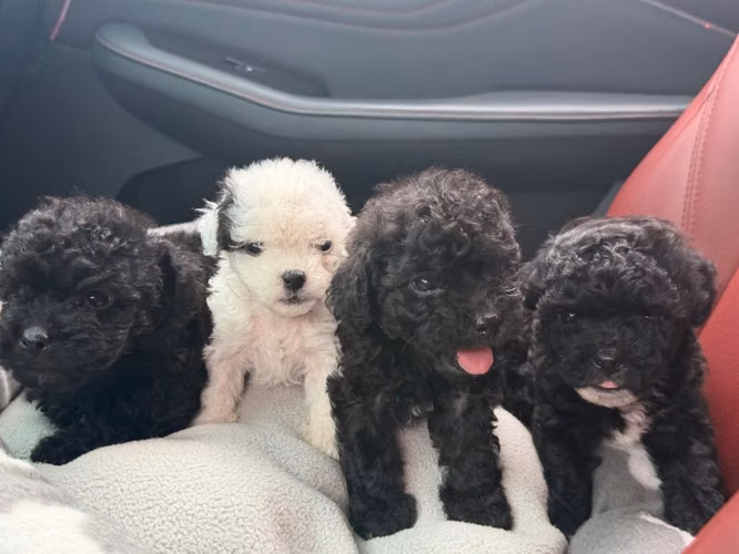 Hermosos machos french poodle mini con su tarjeta - Imagen 6