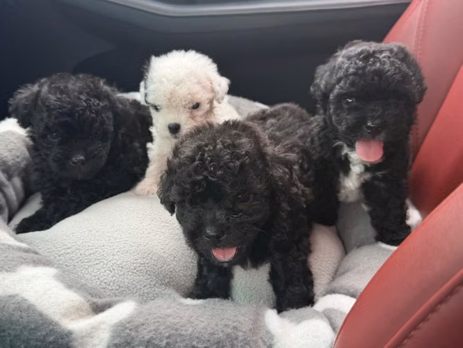 Hermosos machos french poodle mini con su tarjeta - Imagen 2