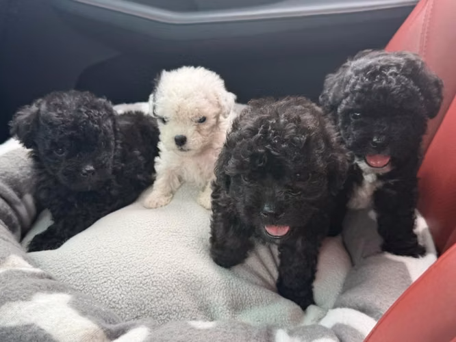 Hermosos machos french poodle mini con su tarjeta - Imagen 3