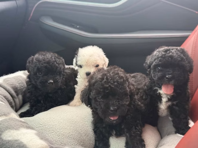 Hermosos machos french poodle mini con su tarjeta - Imagen 5