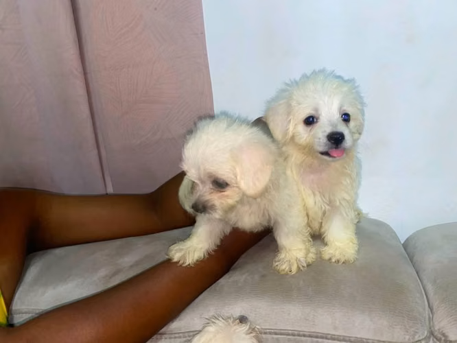 Cachorros Maltipoo en ventas me quede 2 - Imagen 3