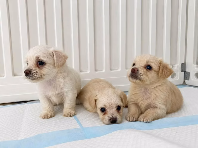 Cachorros Maltipoo en ventas me quede 2 - Imagen 2