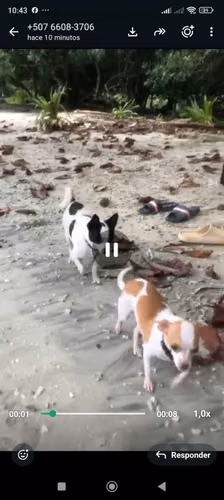 Perros chihuahua