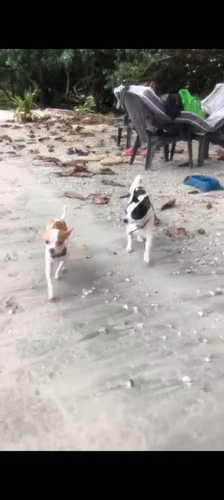 Perros chihuahua