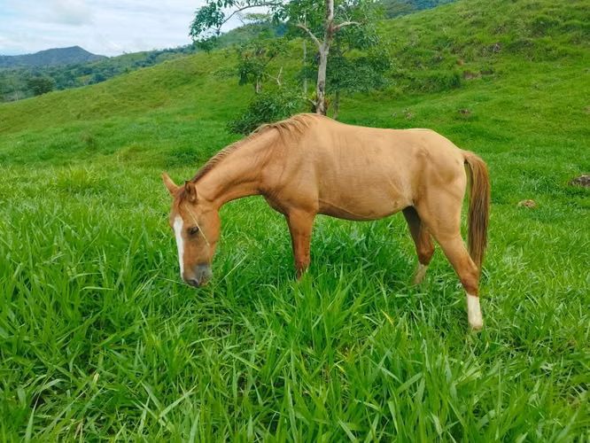 Se vende llegua criolla 3 años