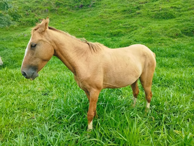 Se vende llegua criolla 3 años - Imagen 3