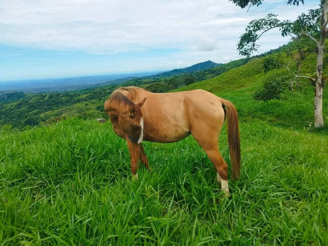 Se vende llegua criolla 3 años - Imagen 2