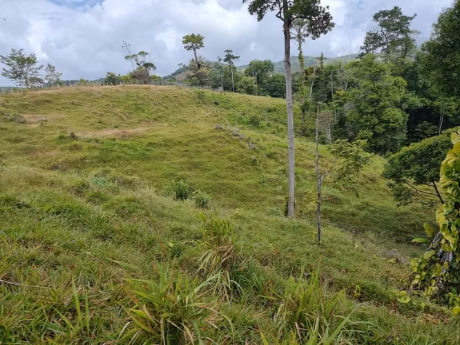 Se vende finca  166 hectáreas Cañita 1,000.00 por hectárea