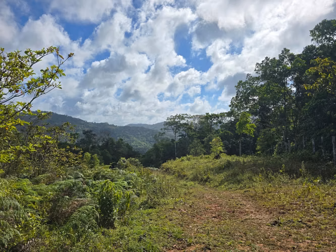 Se vende finca  166 hectáreas Cañita 1,000.00 por hectárea