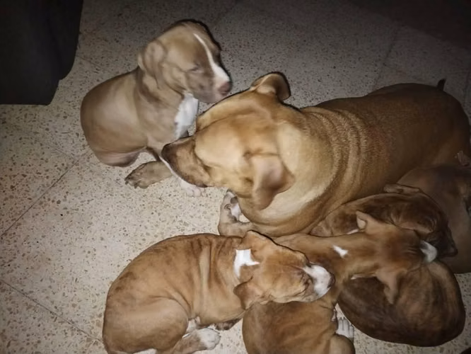 Se vende