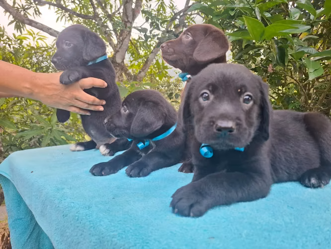 Hermosos cachorros labradores