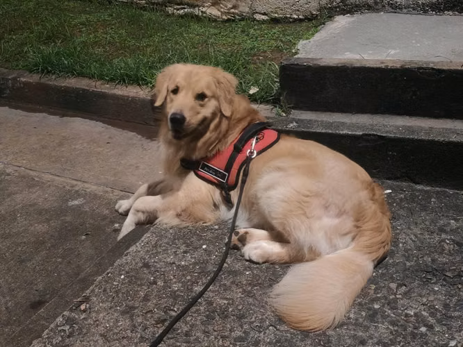 Vendo cachorros