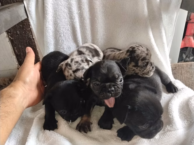 Disponible bulldog frances mini